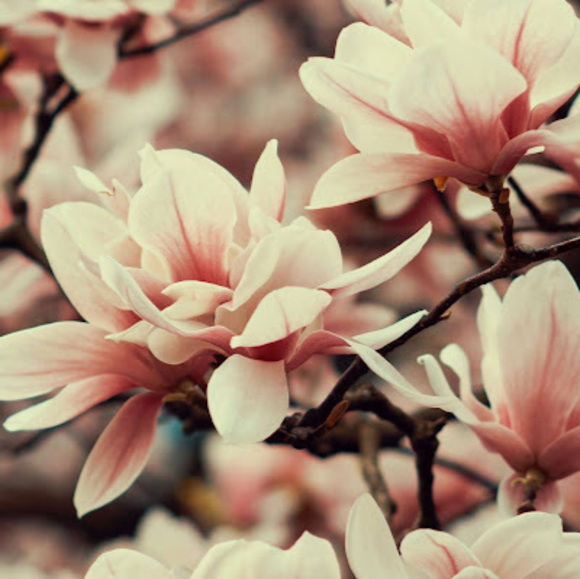 Meet your Posher, Sofia - Picture 1 of 1